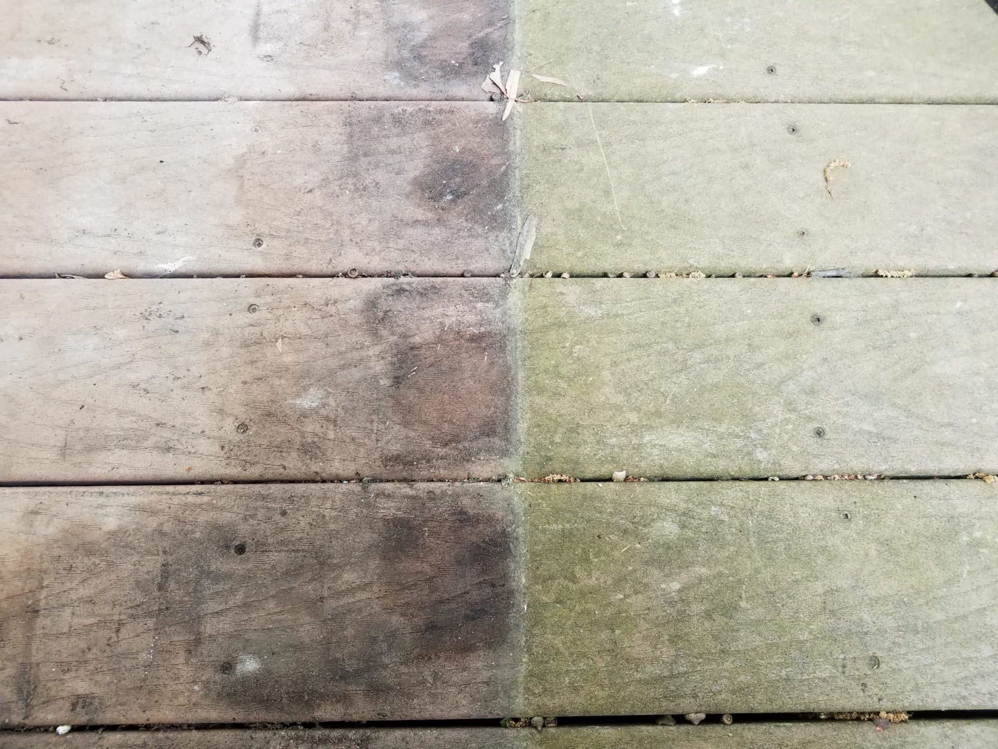 algae on garden deck